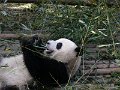 Pandas (040)